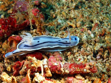 deniz salyangozları Filipin Denizi