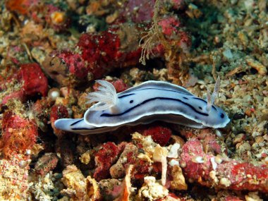 deniz salyangozları Filipin Denizi