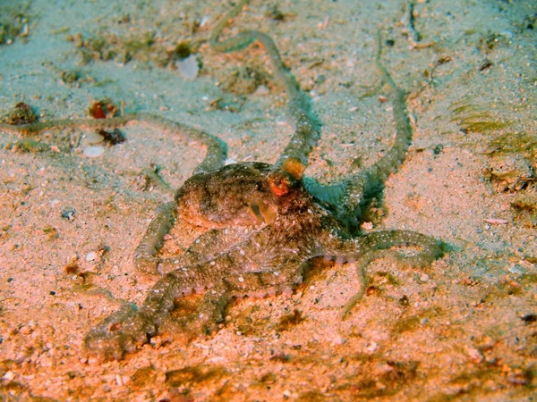 Zandstrand octopus — Stockfoto