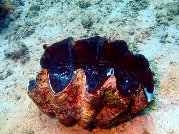 Enorme clam — Stockfoto