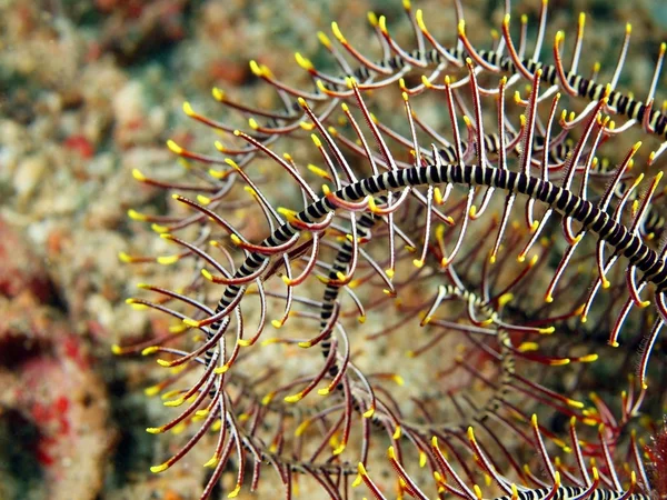 Branch of a sea lily — Stock Photo, Image