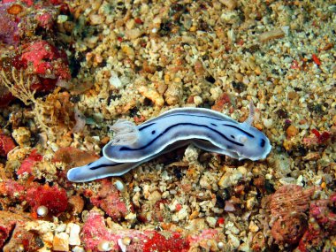 deniz salyangozları Filipin Denizi