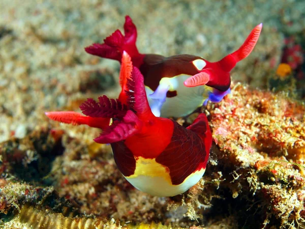 deniz salyangozları Filipin Denizi