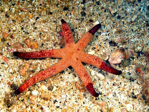 Starfish — Stock Photo, Image