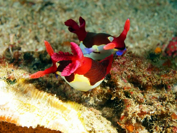 Sea slugs of the Philippine sea — Stock Photo, Image