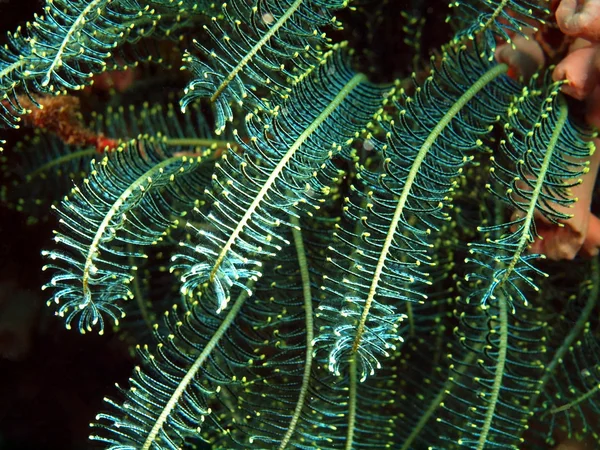 Гілки морської лілії — стокове фото