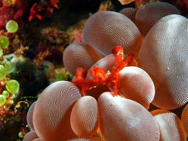 küçük tüylü Yengeç