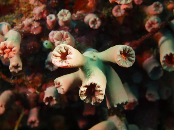 Coral de pedra — Fotografia de Stock