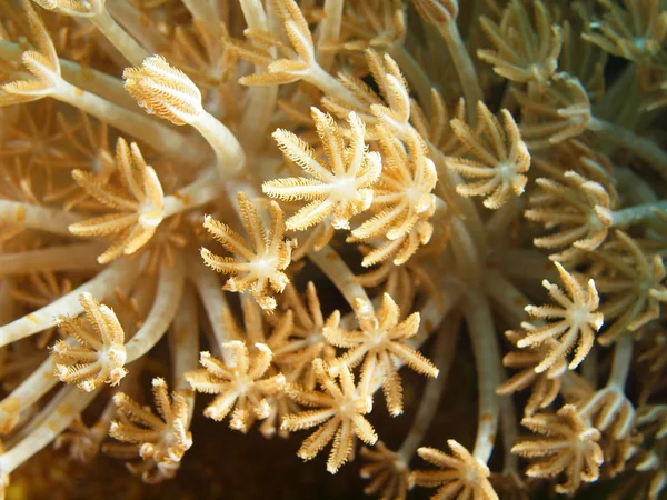 М'який корал — стокове фото