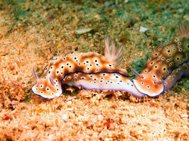 deniz salyangozları Filipin Denizi