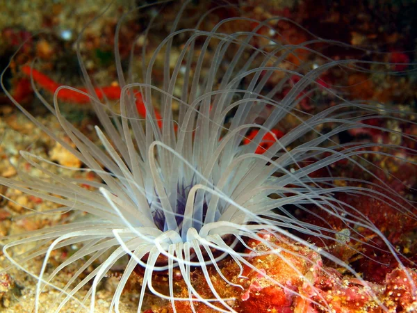 Anemonen des philippinischen Meeres — Stockfoto