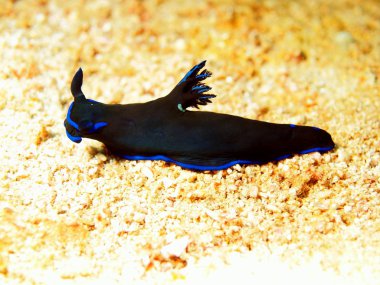 deniz salyangozları Filipin Denizi