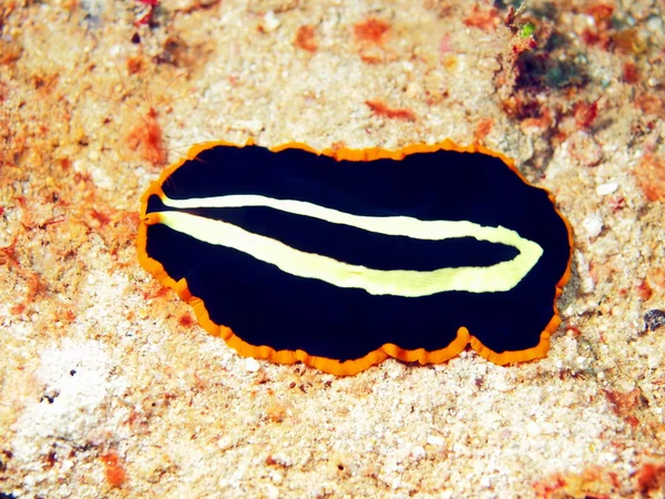Platte worm — Stockfoto