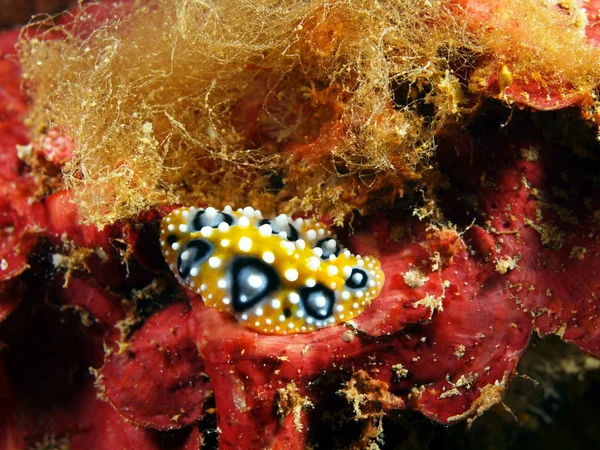 Deniz salyangozları Filipin Denizi — Stok fotoğraf