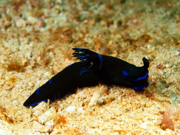 フィリピン海の海のナメクジ — ストック写真