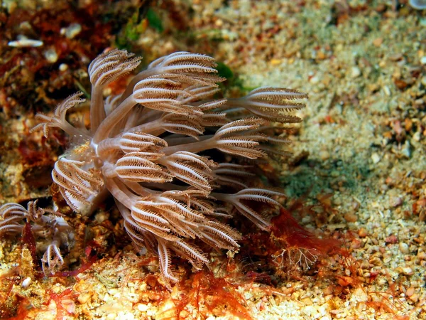 Coral mole — Fotografia de Stock