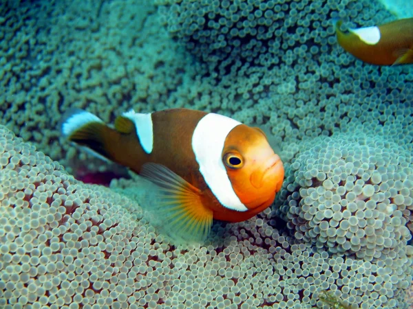 Pagliaccio di pesce — Foto Stock