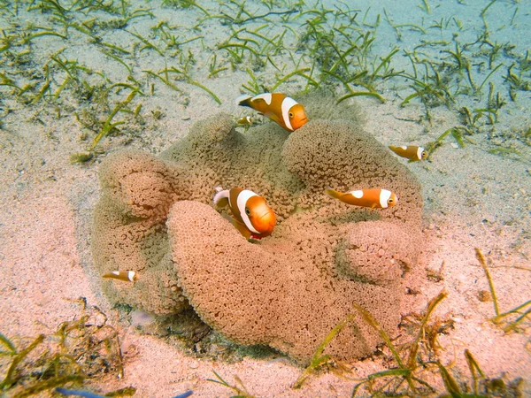 Korallenfische — Stockfoto