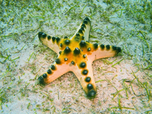 Estrella de mar —  Fotos de Stock