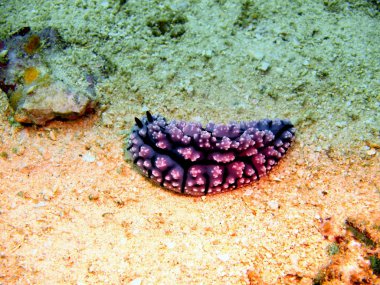 deniz salyangozları Filipin Denizi