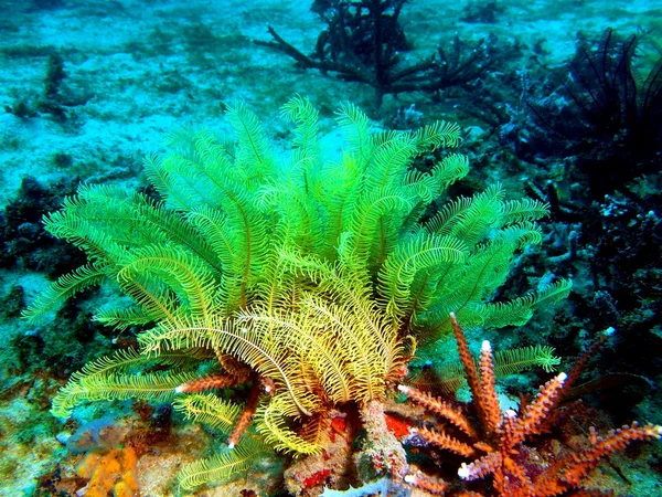 Sea lily of the Philippine sea — Stock Photo, Image