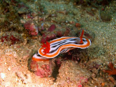 deniz salyangozları Filipin Denizi