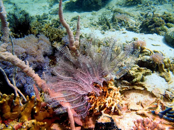 Lirio de mar del mar filipino — Foto de Stock