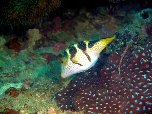 Boxfish — Stok fotoğraf