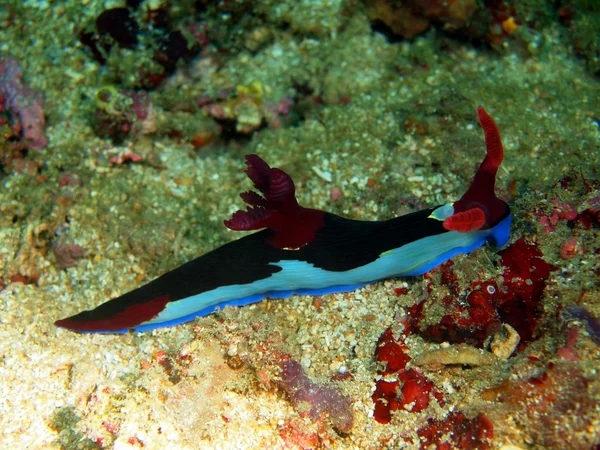 Sea slugs of the Philippine sea — Stock Photo, Image