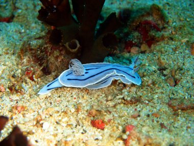 deniz salyangozları Filipin Denizi