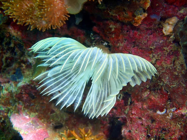 Gills of sea worm