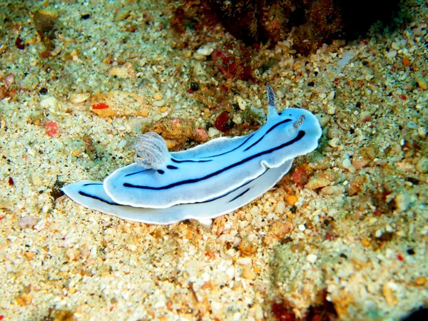 Sea slugs of the Philippine sea — Stock Photo, Image