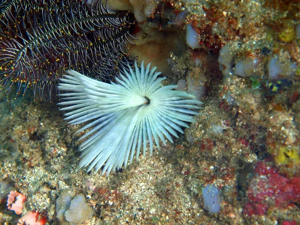 海のワームのえら — ストック写真