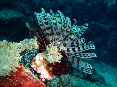 Deniz lily, Filipin Denizi