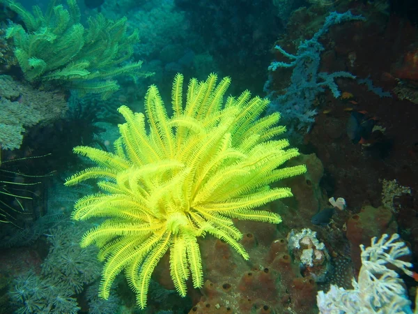 Sea lily of the Philippine sea — Stock Photo, Image