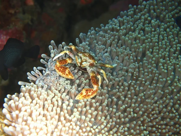 Masking of the small crab — Stock Photo, Image