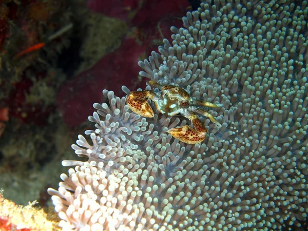 Maskering av liten krabba — Stockfoto