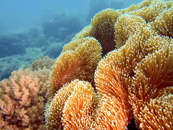 Coral mole — Fotografia de Stock