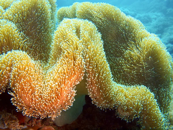 Corallo molle — Foto Stock