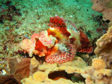 Scorpionfish