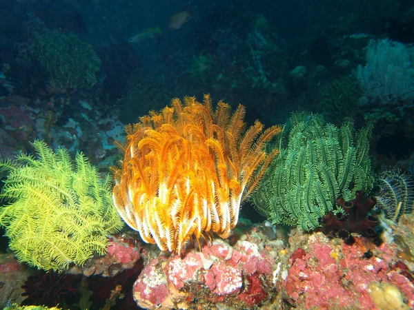 Giglio marino del mare delle Filippine — Foto Stock