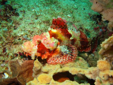 Scorpionfish