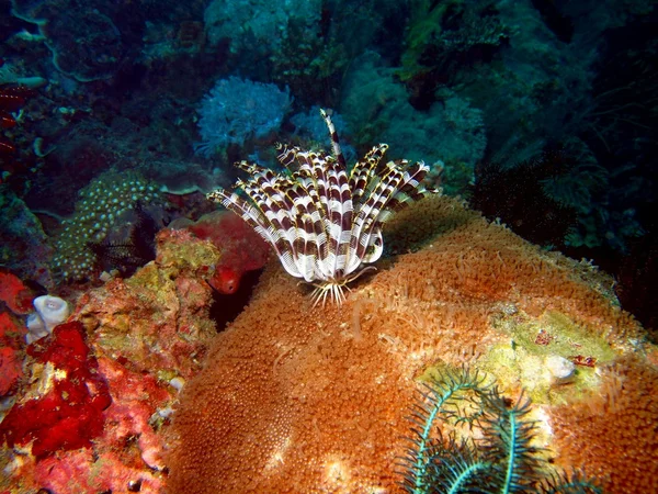 Морская лилия Филиппинского моря — стоковое фото