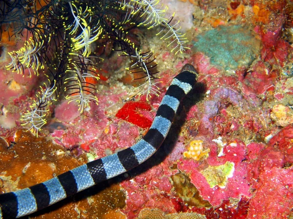 Serpiente marina —  Fotos de Stock