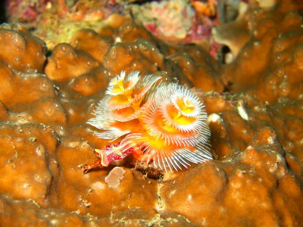 Gills of sea worm — Stock Photo, Image