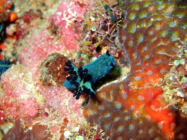 Sea slugs of the Philippine sea — Stock Photo, Image