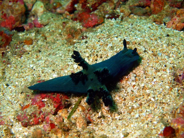 Sea slugs of the Philippine sea — Stock Photo, Image