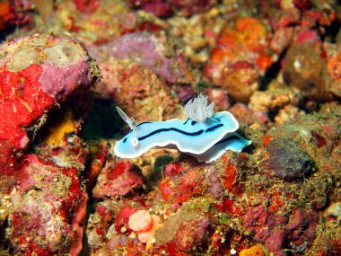 deniz salyangozları Filipin Denizi