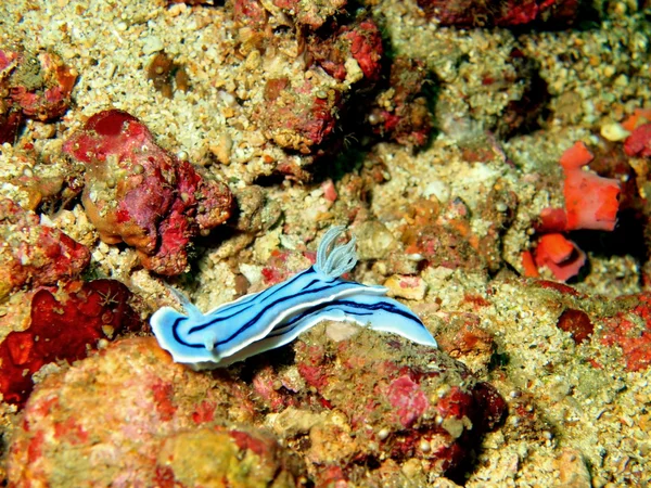 Lesmas do mar do mar filipino — Fotografia de Stock
