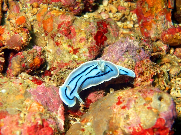 Sea slugs of the Philippine sea — Stock Photo, Image